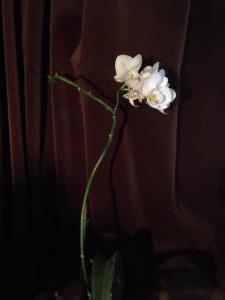 2nd Steve Packer Orchid