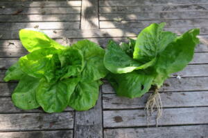 36 lettuces 2nd. John Gill